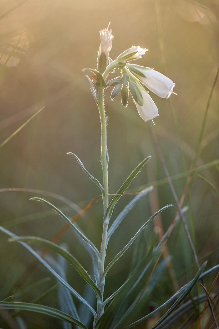 Изображение особи Onosma tanaitica.