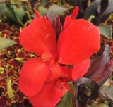 Canna indica