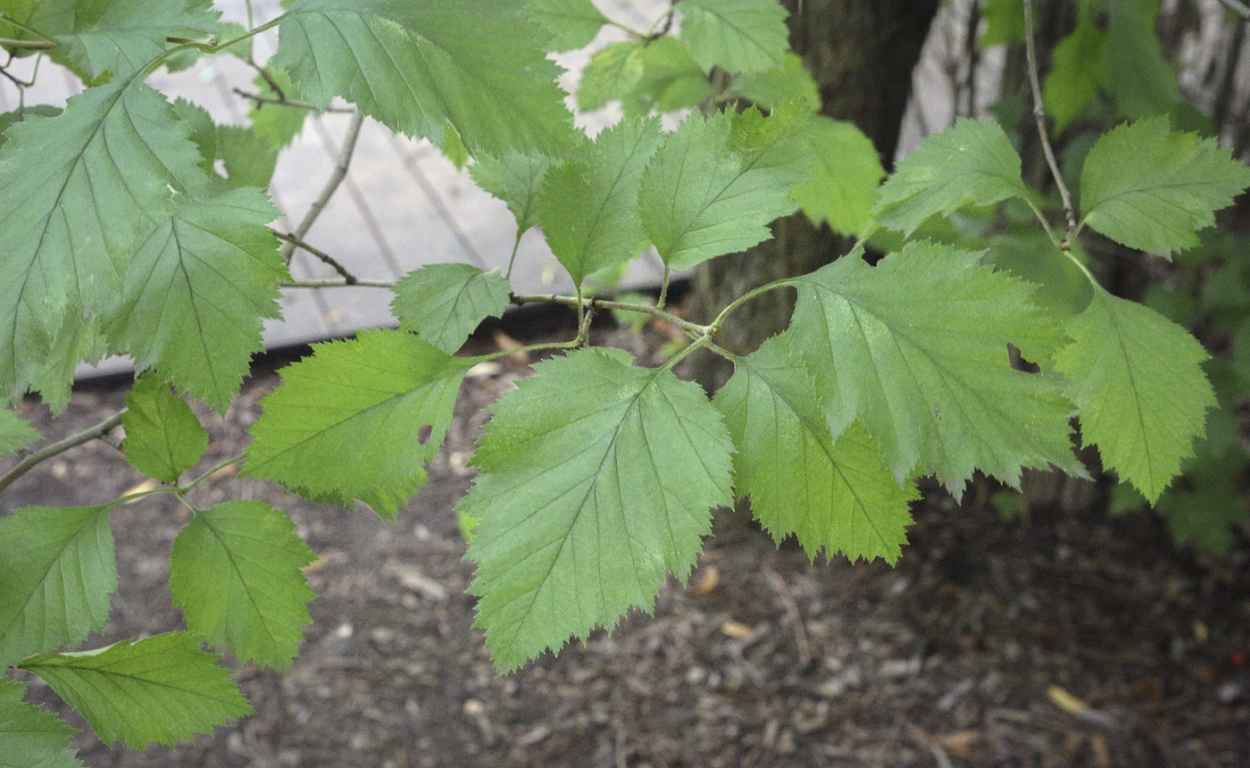 Изображение особи Crataegus chlorosarca.