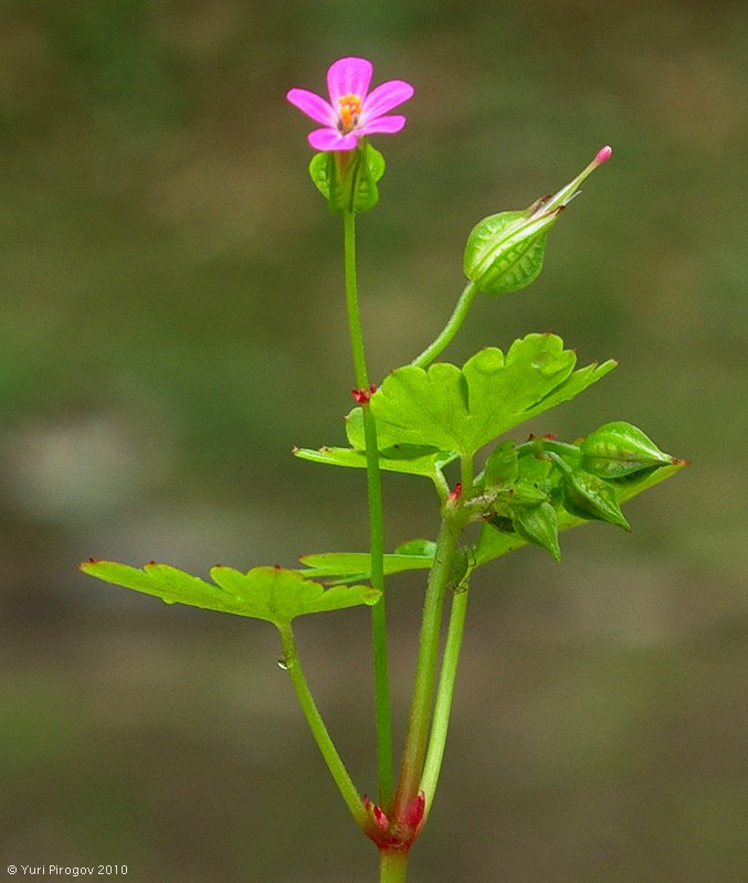 Image of Geranium lucidum specimen.