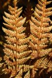 Dryopteris assimilis. Сегменты вайи в осенней окраске с сорусами (вид на абаксиальную поверхность). Мурманская обл., Кольский р-н, 17-й км Серебрянской дороги, окр. оз. Лапоть, дёреновый (с Chamaepericlymenum suecicum) березняк. 20.09.2021.