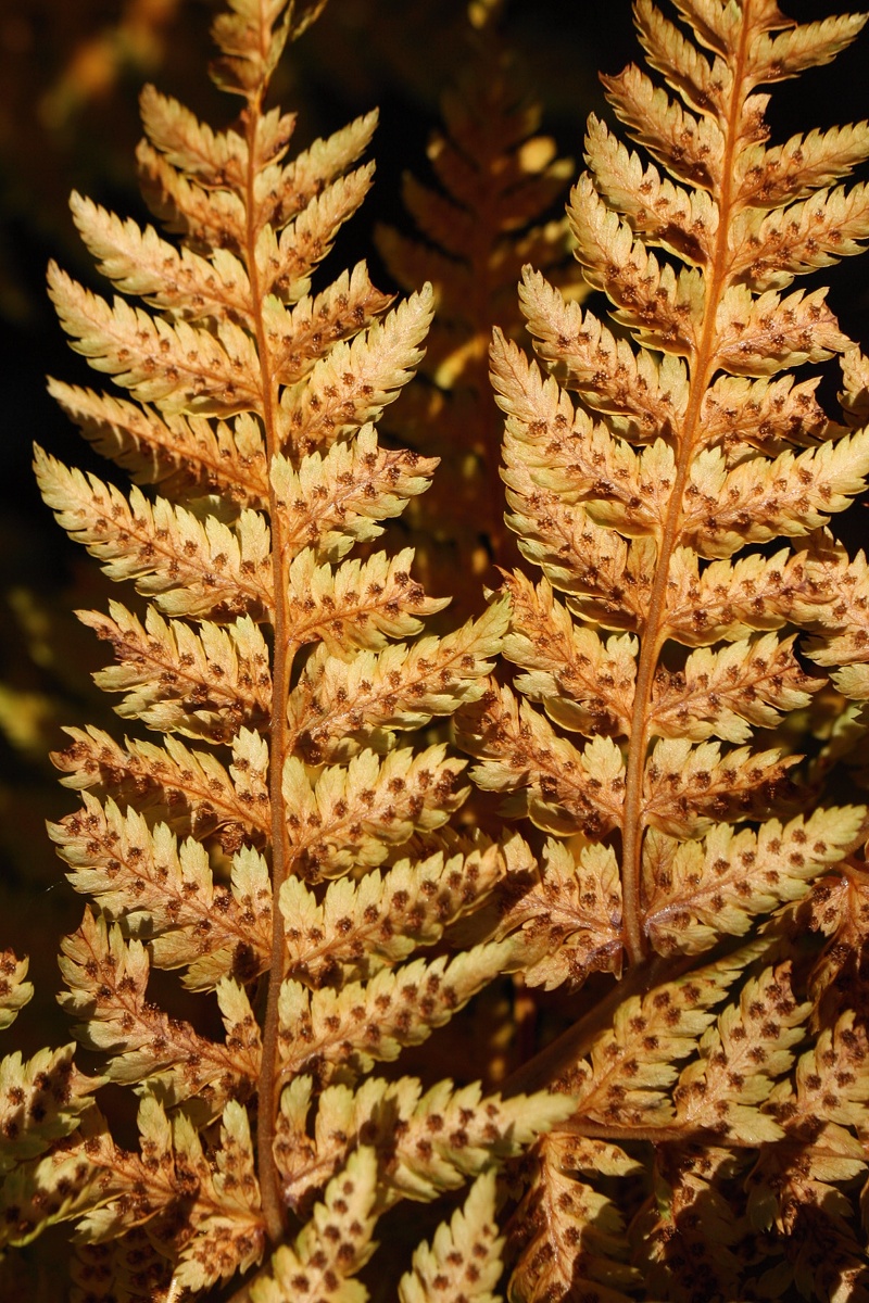 Image of Dryopteris assimilis specimen.