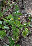 Siphonostegia chinensis. Цветущее растение (вокруг видны листья Artemisia). Приморье, окр. г. Находка, гора Памятник, скальный массив Замок, осыпающийся участок склона у подножия скал. 29.07.2021.