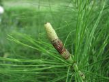 Equisetum telmateia