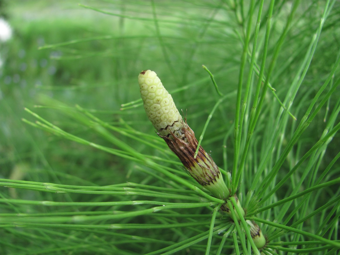 Изображение особи Equisetum telmateia.