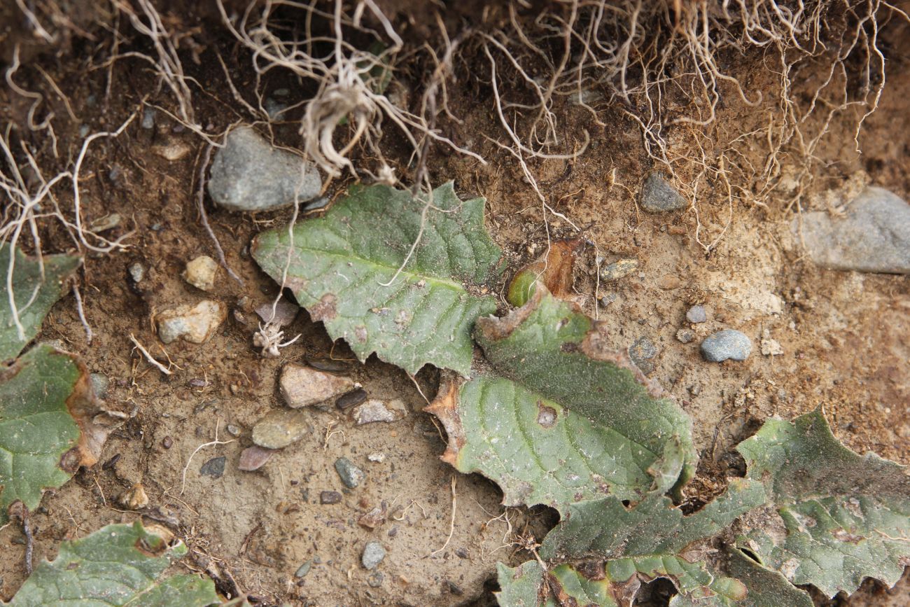 Image of familia Asteraceae specimen.