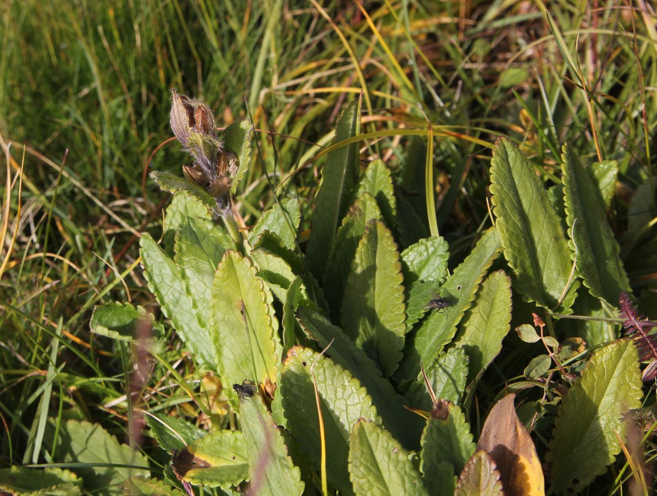 Image of Dracocephalum grandiflorum specimen.