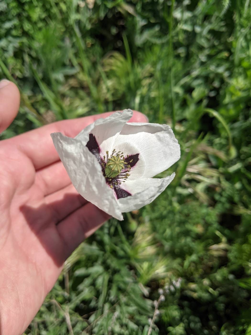 Image of genus Papaver specimen.