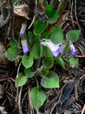 Viola rupestris