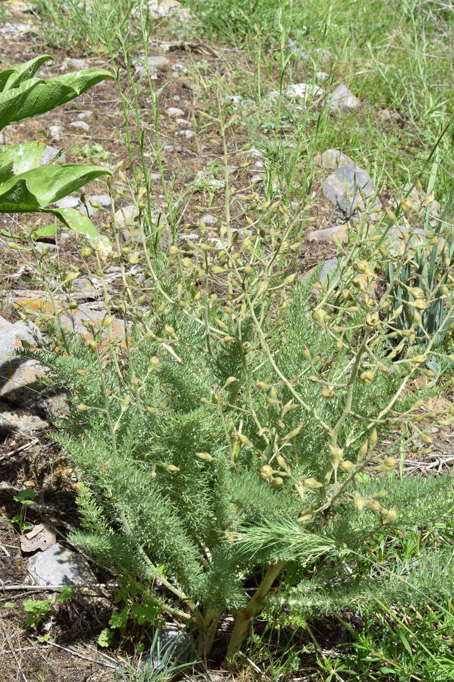 Image of Biebersteinia multifida specimen.