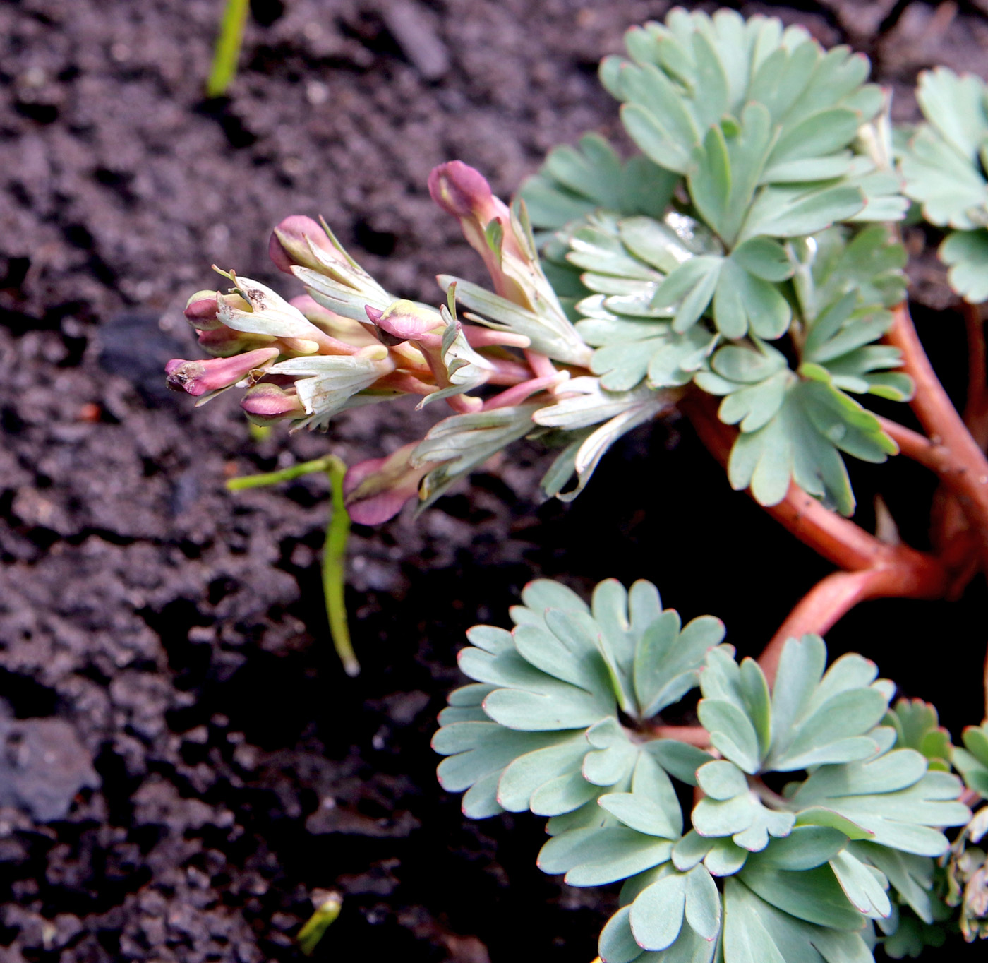 Изображение особи род Corydalis.