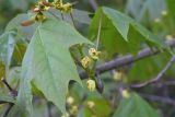 Acer platanoides. Часть листа и отцветшие цветки. Калужская обл., Боровский р-н, левый берег р. Протва в 500-600 м ниже дер. Дедюевка, заливной луг. 29 мая 2022 г.