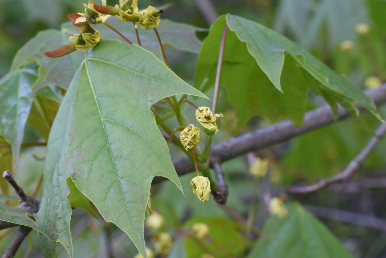 Image of Acer platanoides specimen.