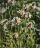 Plantago lanceolata. Верхушка побега с соцветием. Владимирская обл., г. Александров, разнотравный луг. 18.06.2022.