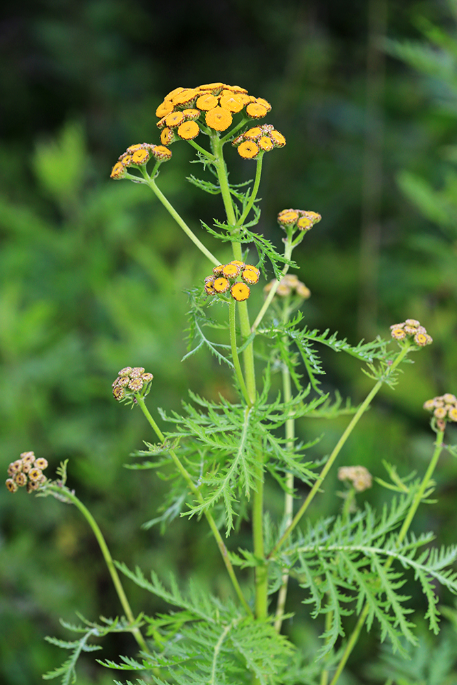 Image of Tanacetum boreale specimen.