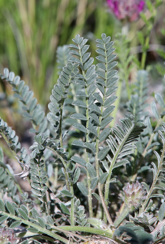 Image of Astragalus onobrychioides specimen.