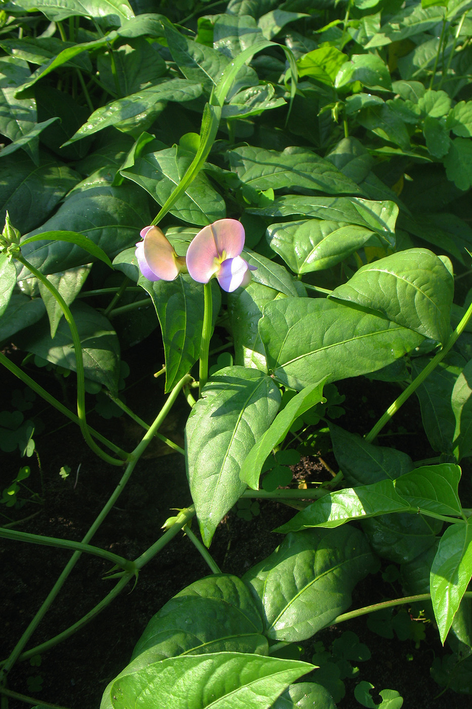Image of Vigna unguiculata specimen.