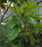 Eriobotrya japonica
