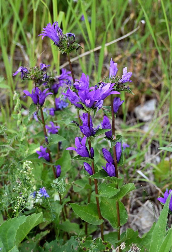 Изображение особи Campanula trautvetteri.
