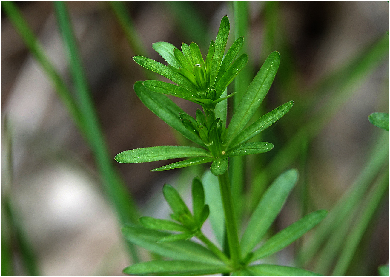 Изображение особи Galium mollugo.