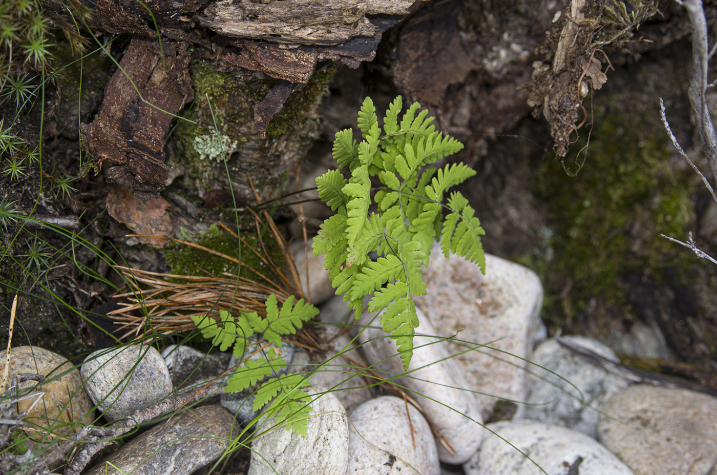 Image of Gymnocarpium dryopteris specimen.