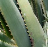 Aloe lutescens