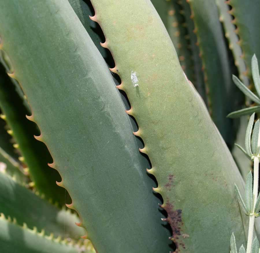 Изображение особи Aloe lutescens.