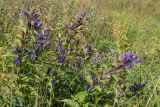 Gentiana schistocalyx