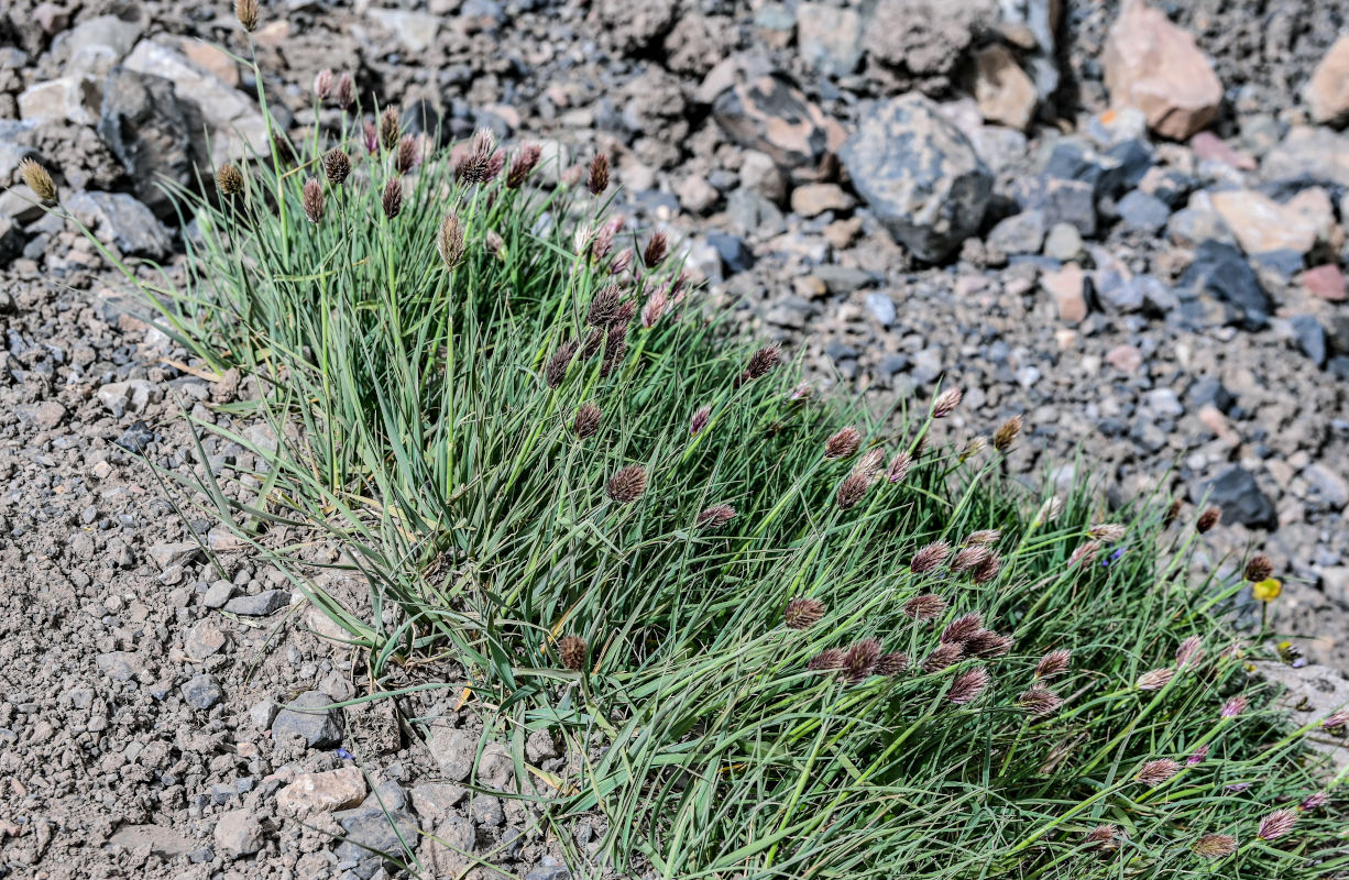 Изображение особи Calamagrostis anthoxanthoides.