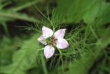 Nigella damascena. Цветок. Томская обл., г. Томск, пос. Заварзино, в культуре. 17.09.2022.