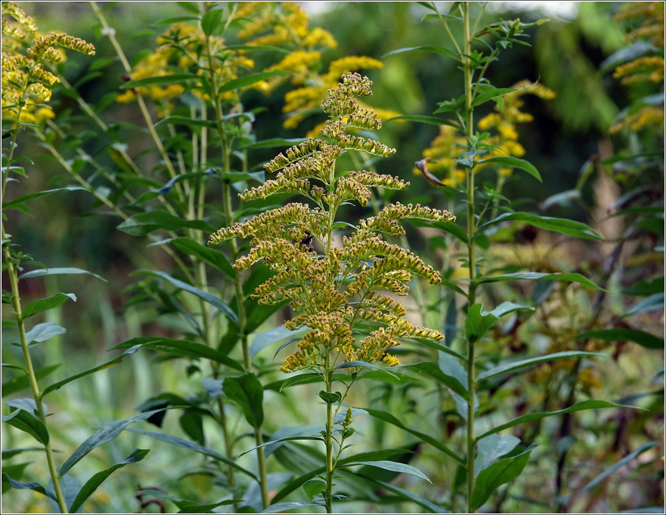 Image of Solidago canadensis specimen.