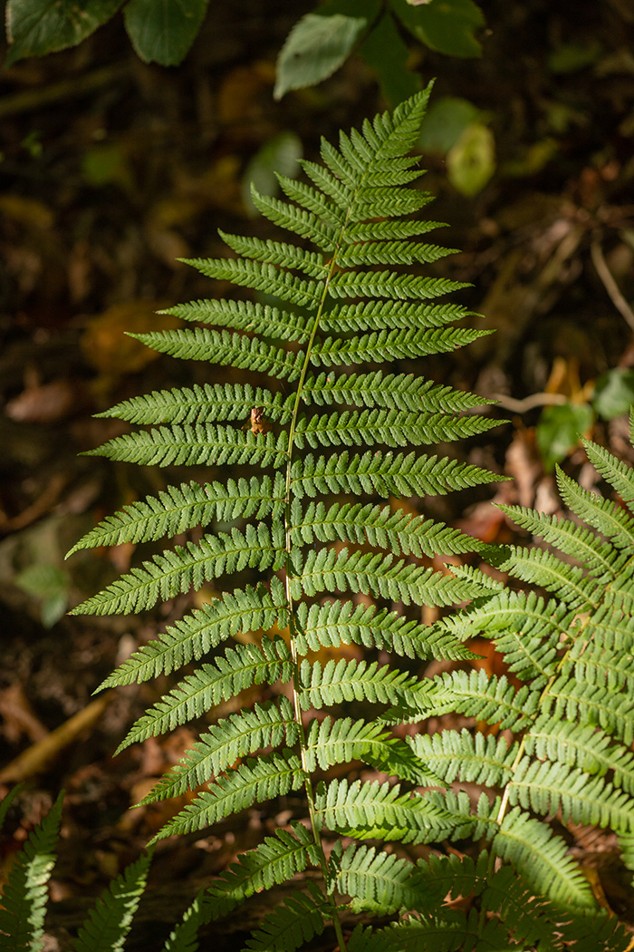 Изображение особи Dryopteris filix-mas.