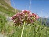 Chaerophyllum roseum. Верхушка побега с соцветием. Карачаево-Черкесия, Урупский р-н, Кавказский биосферный заповедник, Имеретинский горный узел, СВ склон пика Ставрополь, верхняя стоянка Имеретинской тропы, ≈ 2400 м н.у.м., альпийский луг, в скальной расщелине. 28.07.2022.