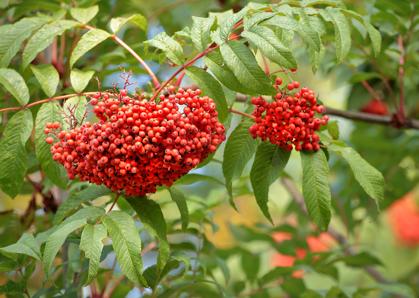 Image of Sorbus sargentiana specimen.