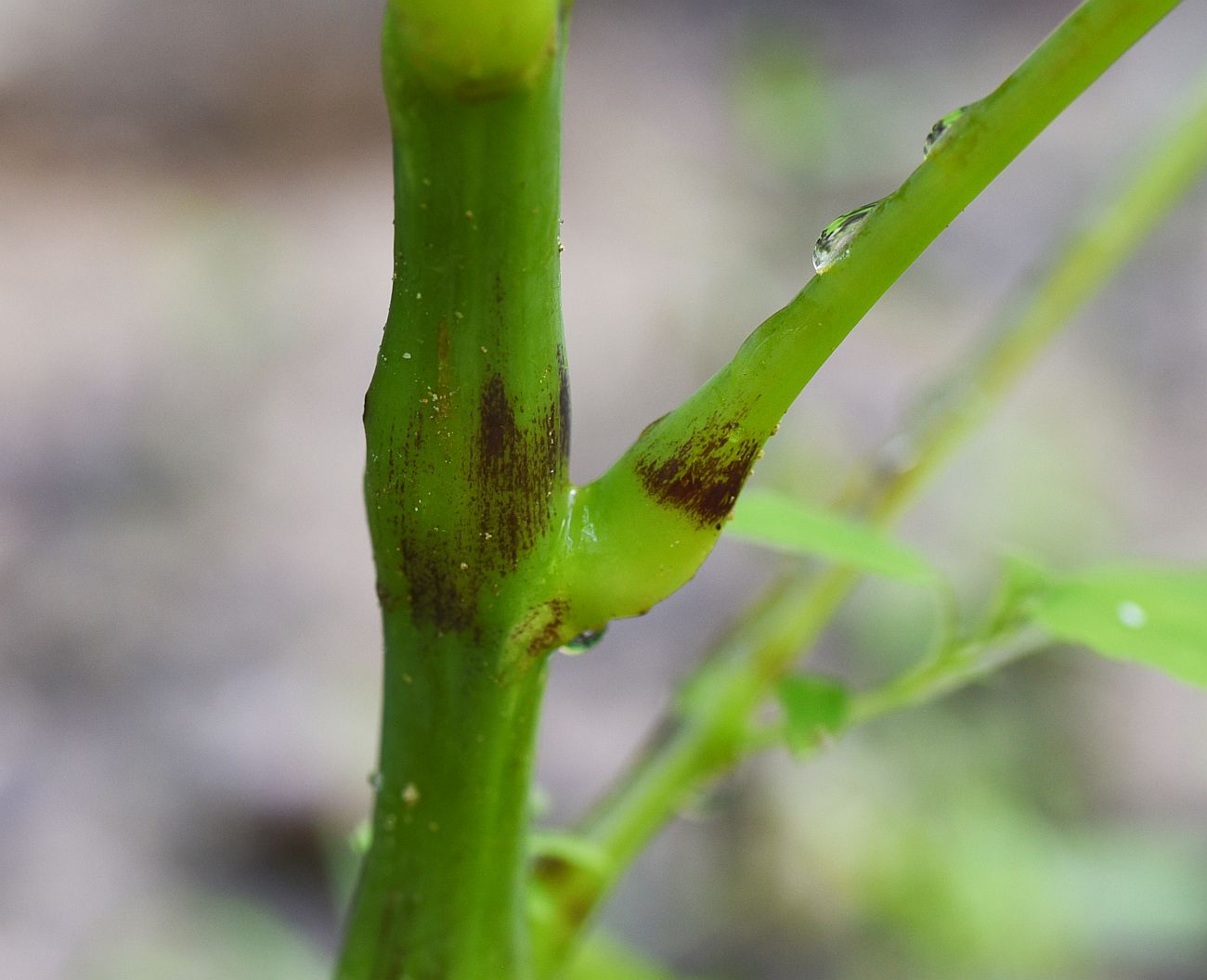 Image of Impatiens noli-tangere specimen.