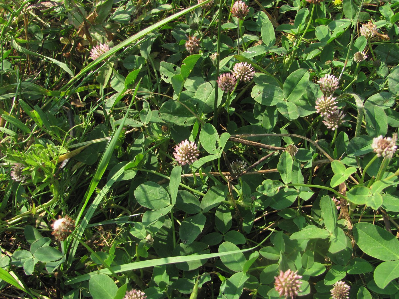 Image of Trifolium bonannii specimen.