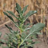 Amaranthus blitoides