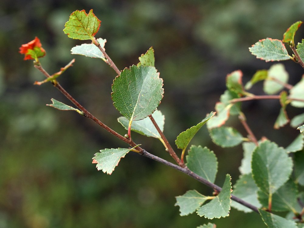 Изображение особи Betula &times; alpestris.