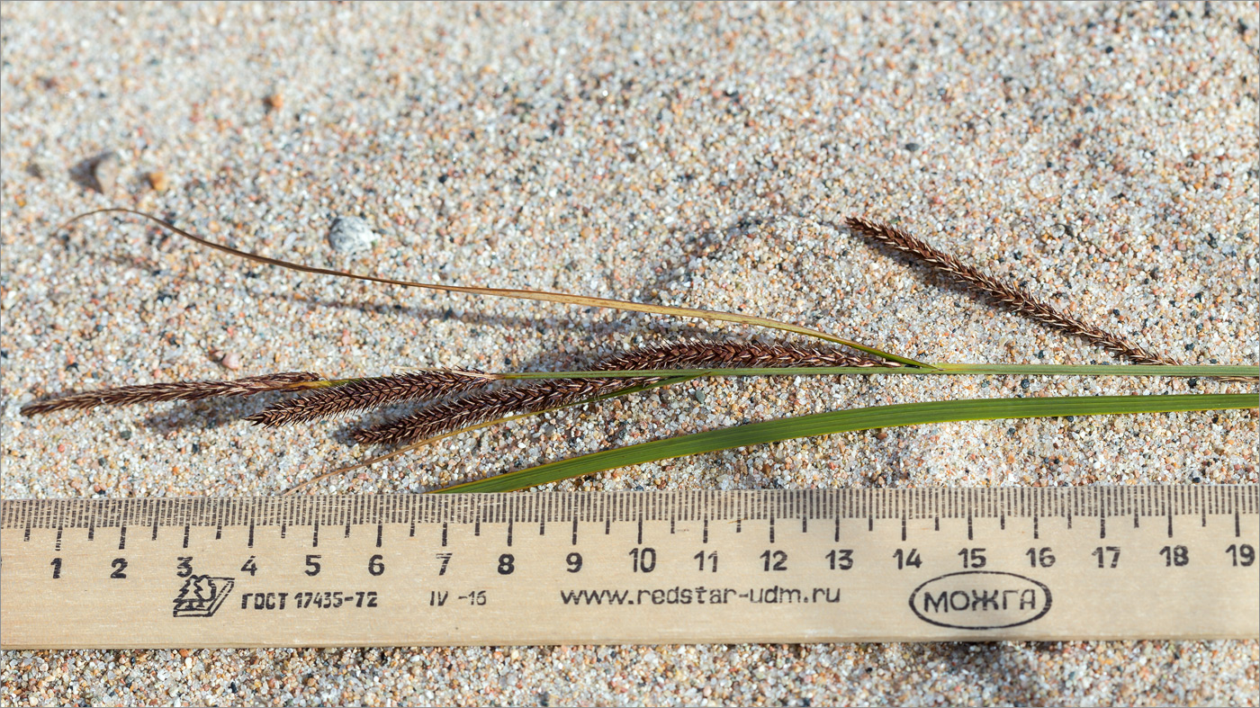 Image of Carex acuta specimen.