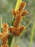 Cyperus glomeratus