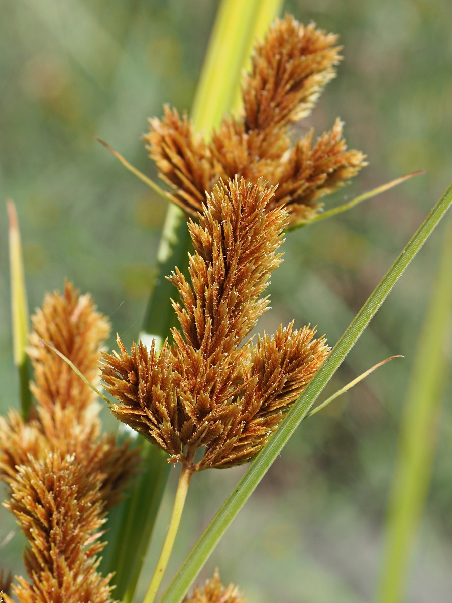 Изображение особи Cyperus glomeratus.