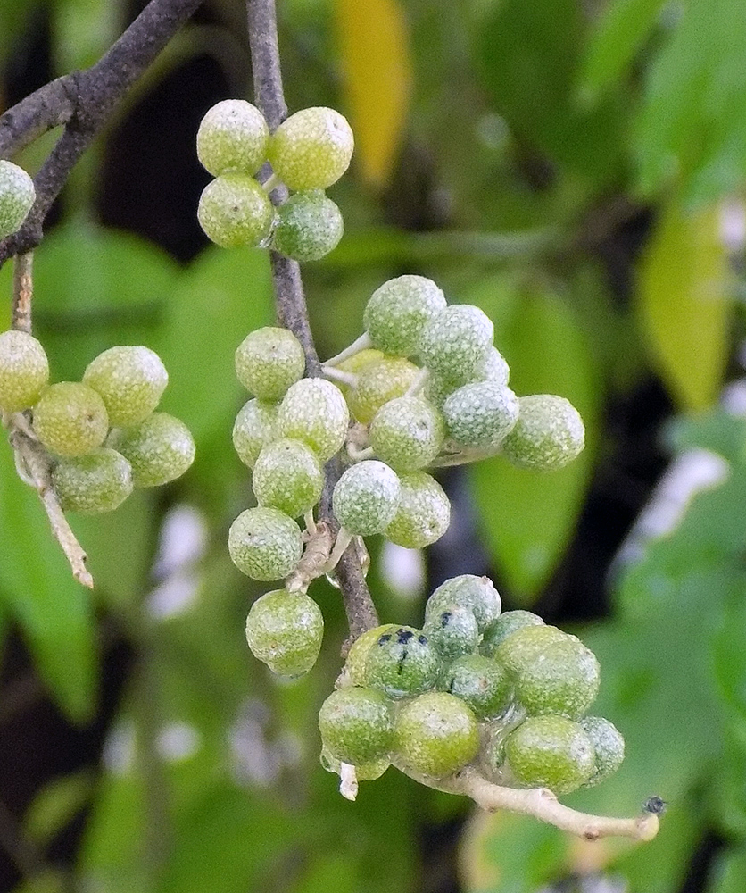 Изображение особи Elaeagnus umbellata.