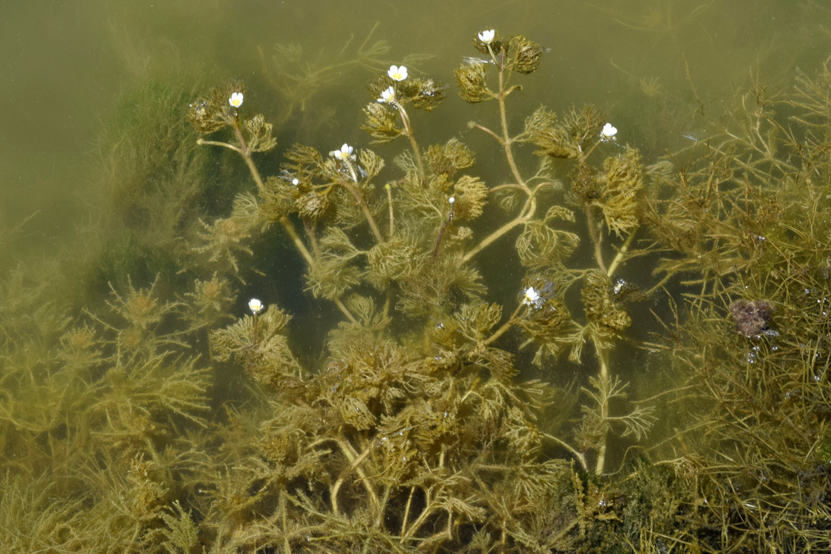 Image of Ranunculus trichophyllus specimen.