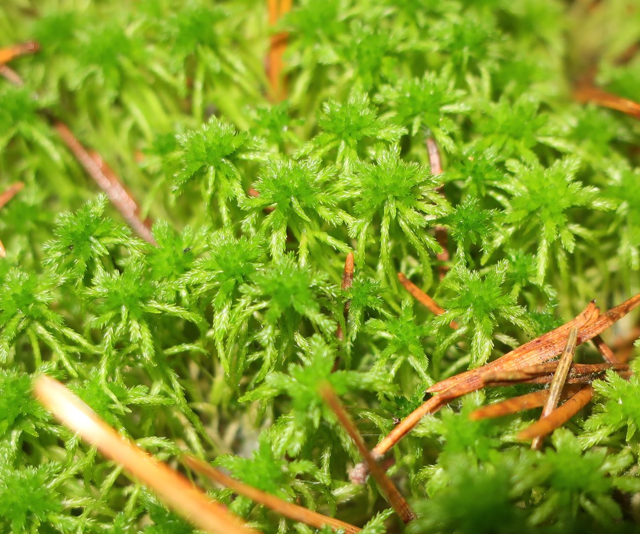Изображение особи Sphagnum squarrosum.