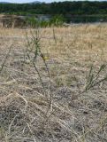 Caragana pygmaea. Цветущее растение. Хакасия, Бейский р-н, высокий берег р. Абакан, степной склон. 12.06.2022.