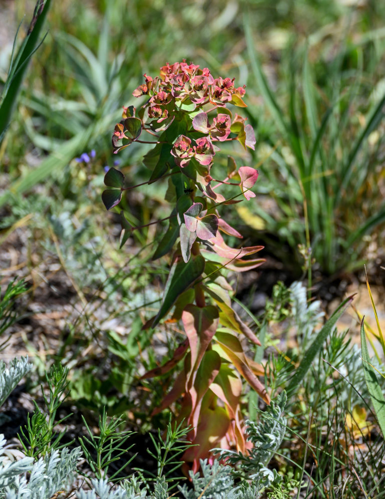 Изображение особи род Euphorbia.