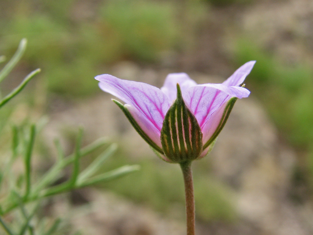 Image of Erodium beketowii specimen.