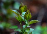 Syringa vulgaris