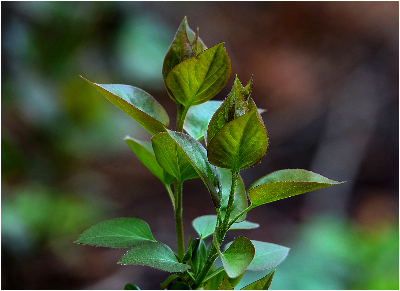 Изображение особи Syringa vulgaris.