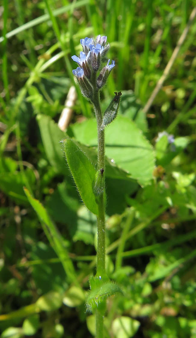 Изображение особи Myosotis micrantha.